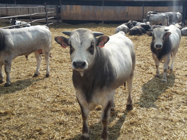 AGROTURISTIKA